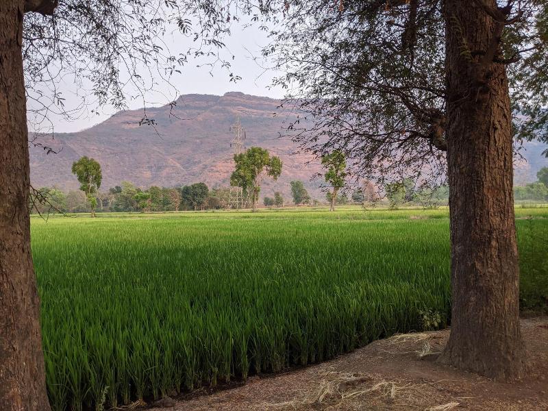 Mango Tree Farm image