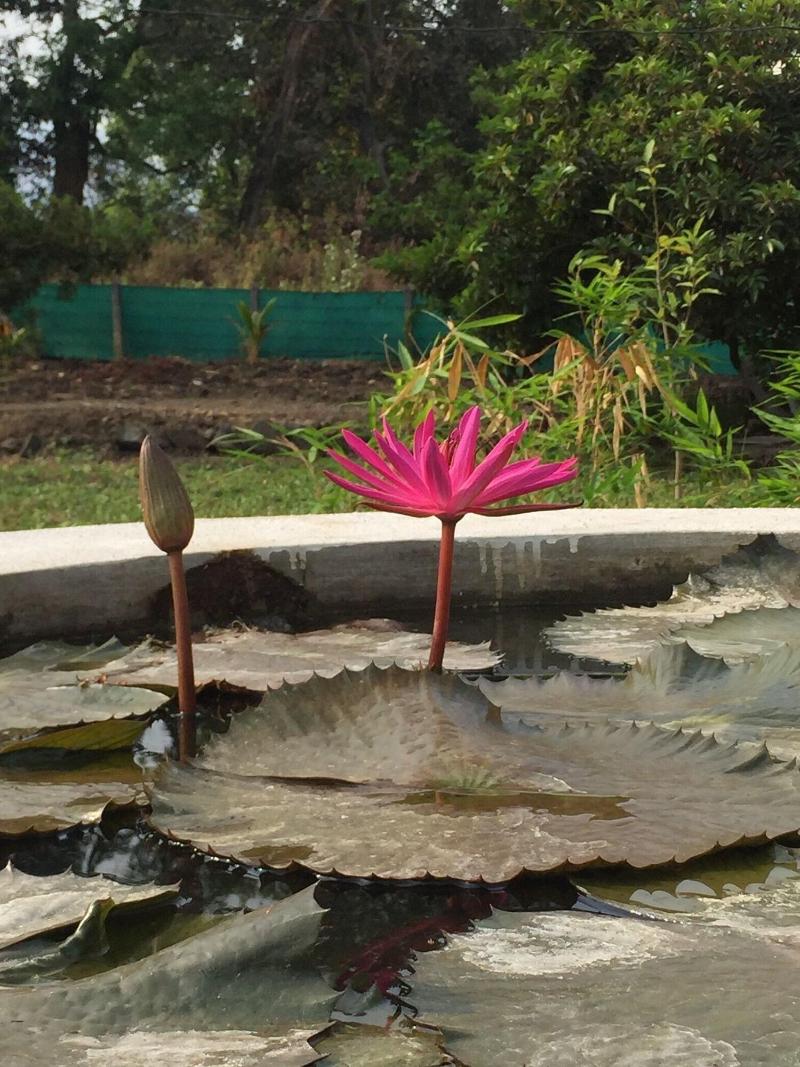 Mango Tree Farm image