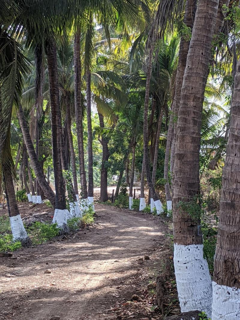 Mango Tree Farm image