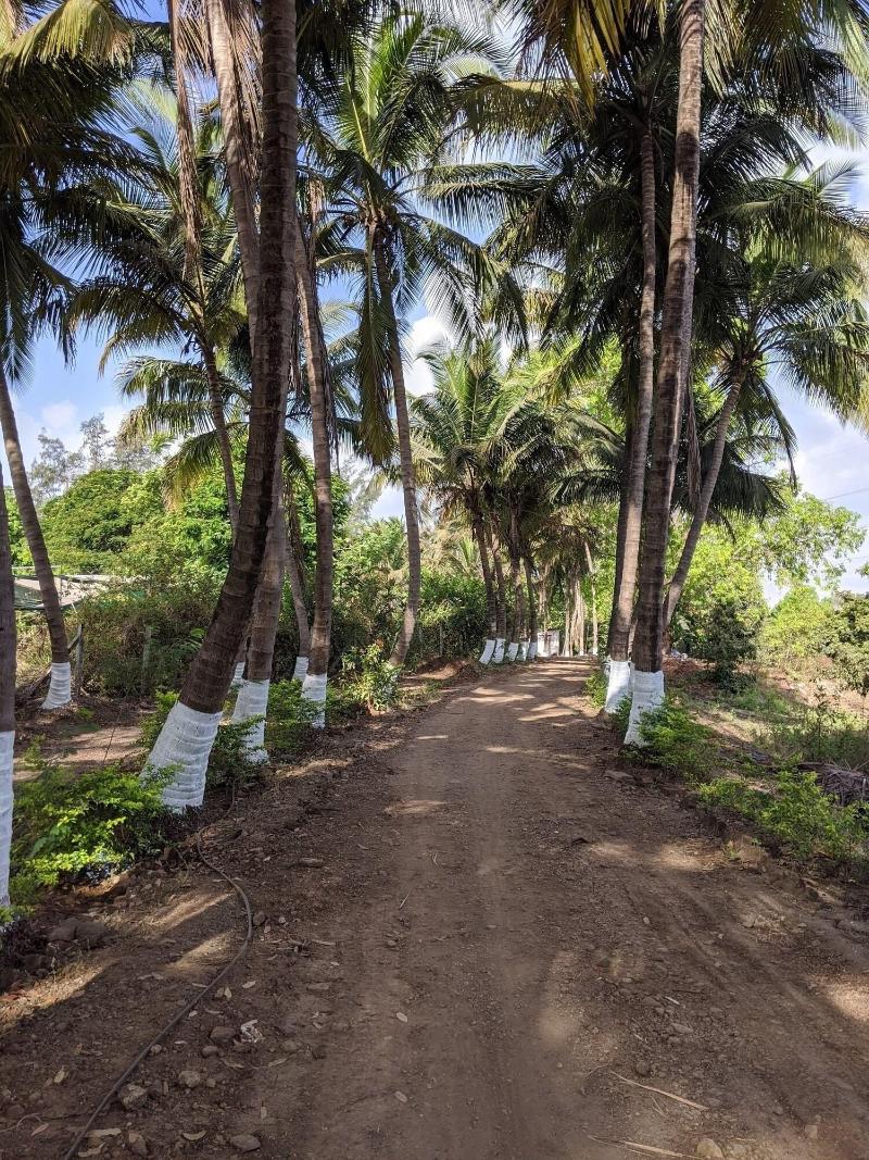 Mango Tree Farm image