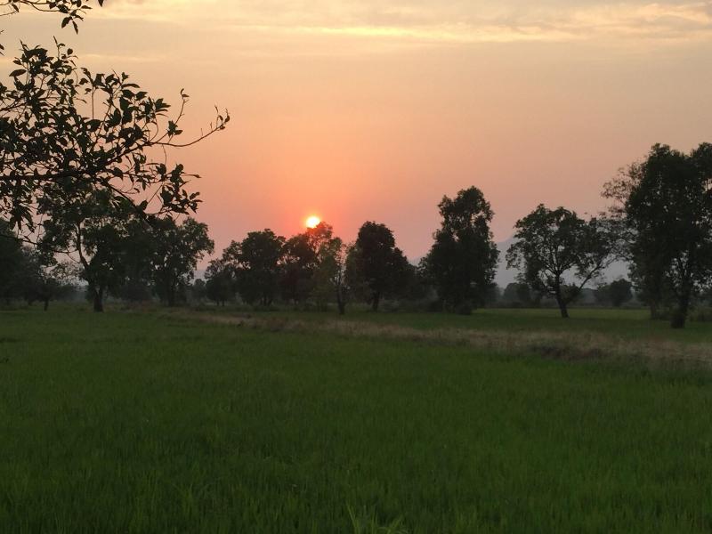 Mango Tree Farm image