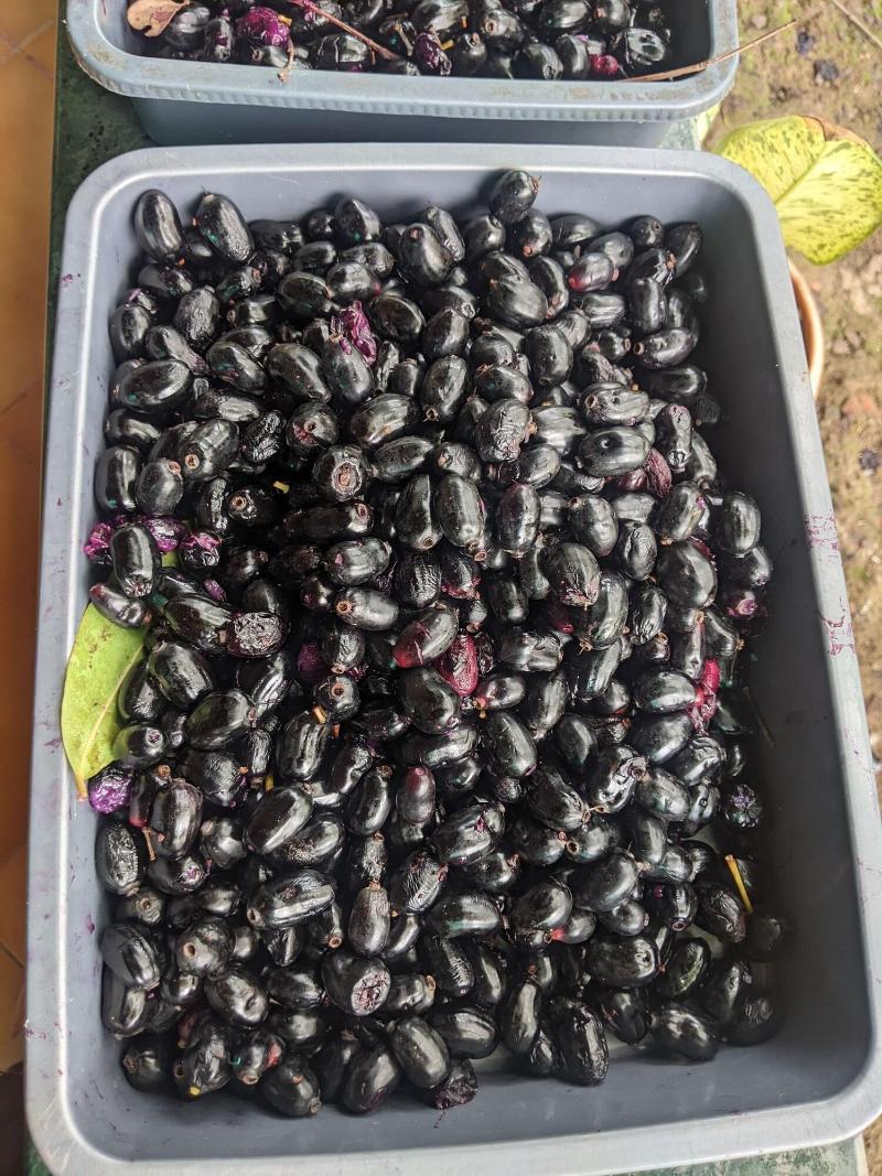 Mango Tree Farm image