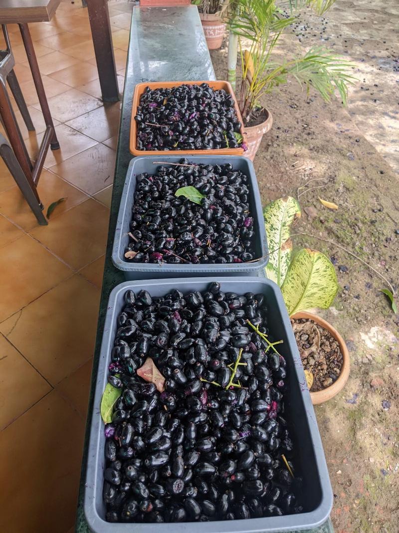Mango Tree Farm image