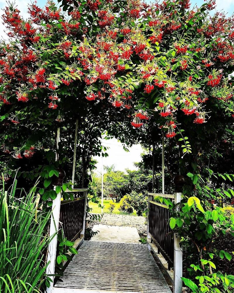 Mango Tree Farm image