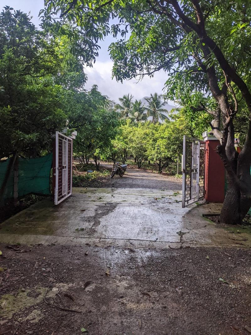 Mango Tree Farm image