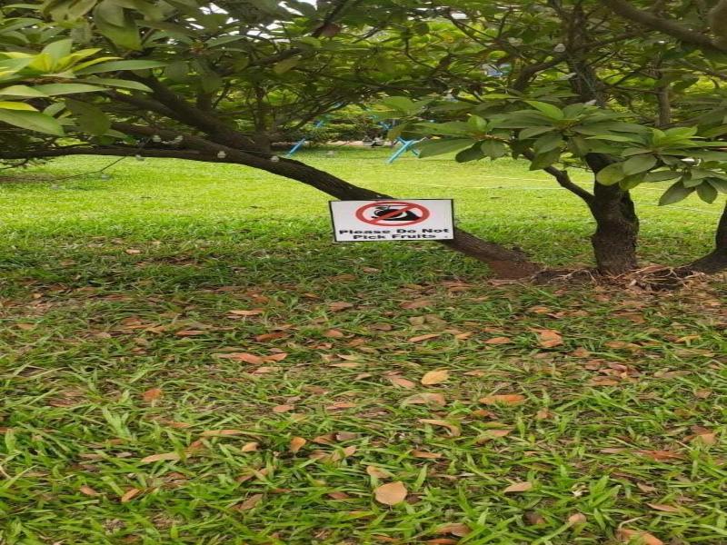 Mango Tree Farm image