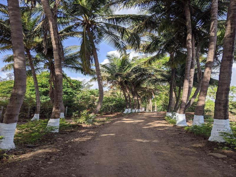 Mango Tree Farm image