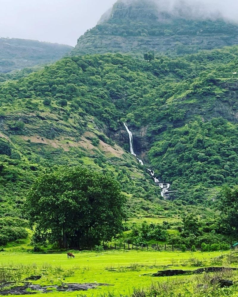 Mango Tree Farm image