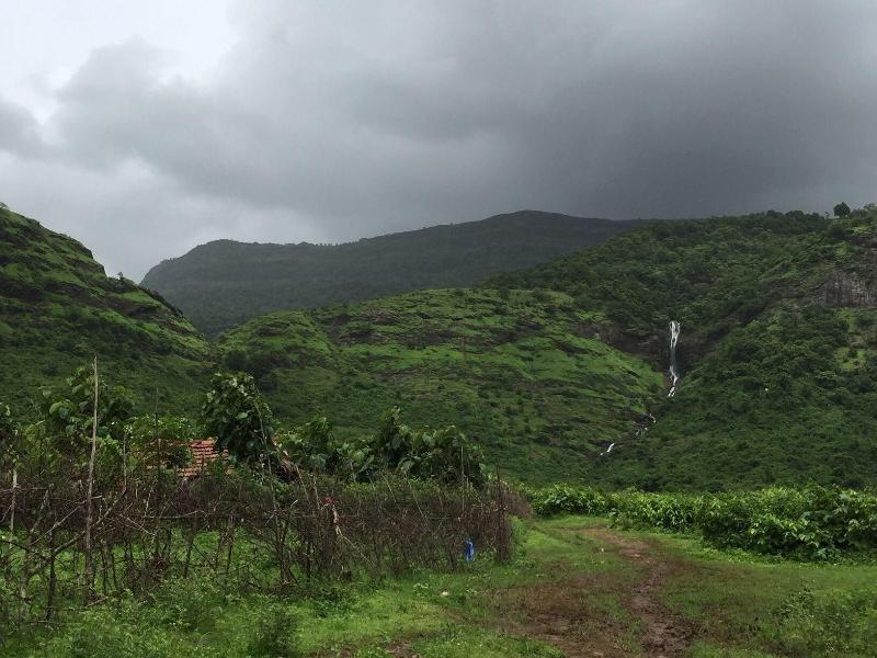 Mango Tree Farm image