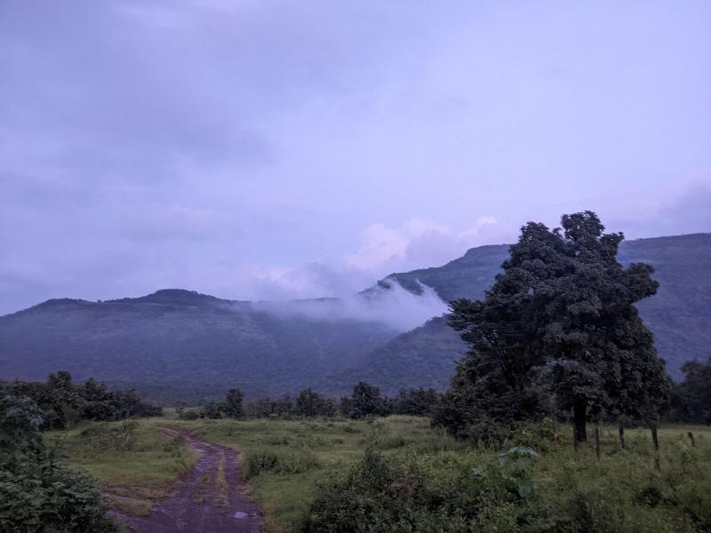 Mango Tree Farm image
