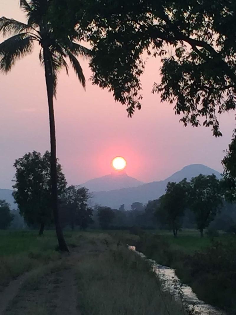 Mango Tree Farm image