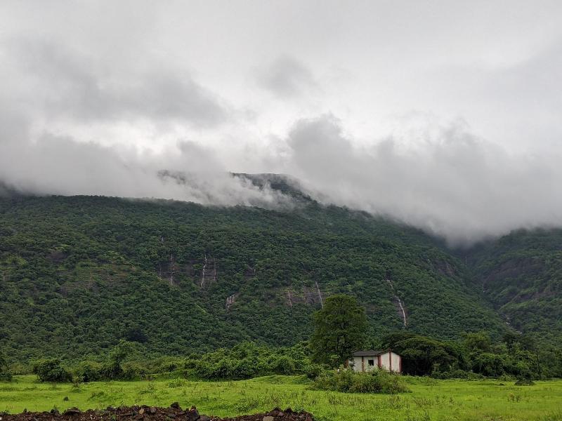 Mango Tree Farm image