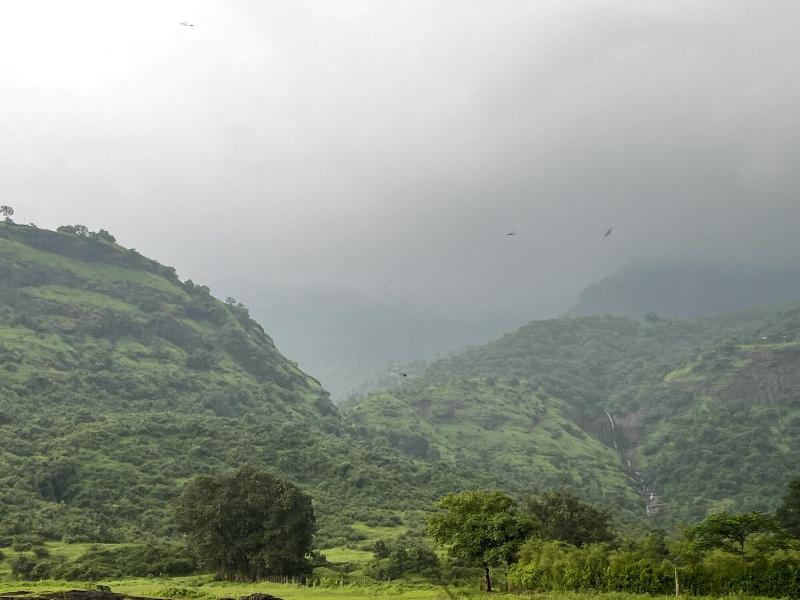 Mango Tree Farm image