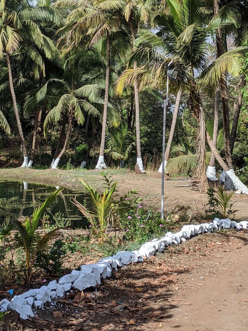 Mango Tree Farm image