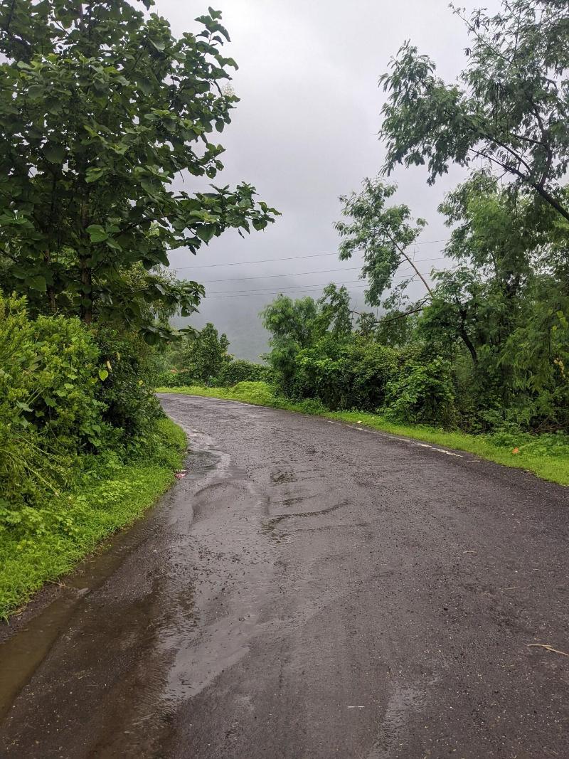 Mango Tree Farm image