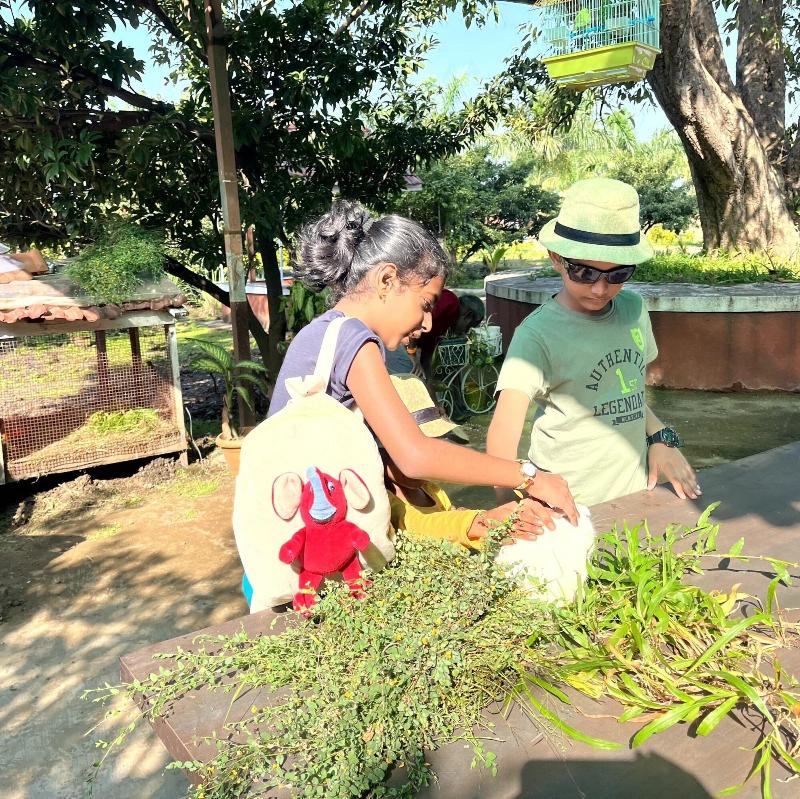 Mango Tree Farm image