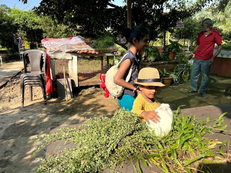 Mango Tree Farm image