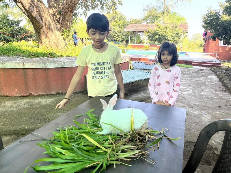 Mango Tree Farm image