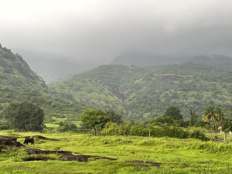 Mango Tree Farm image