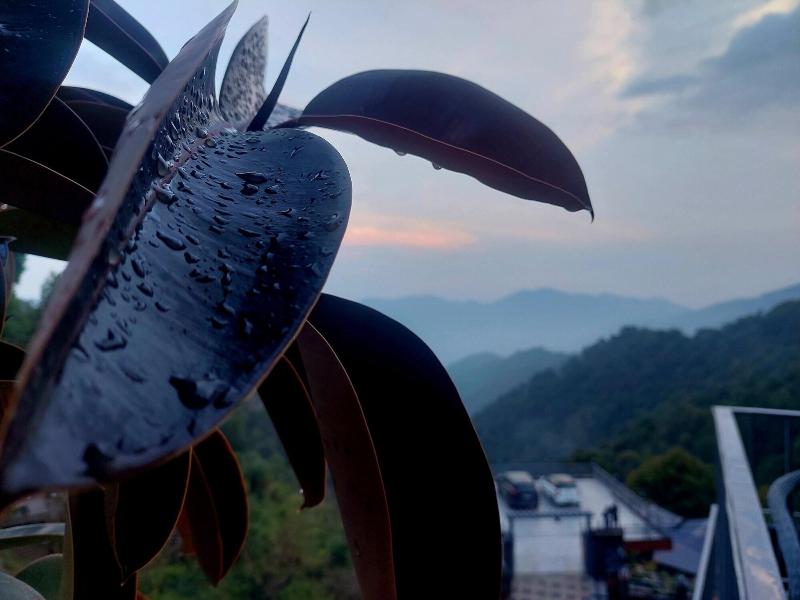 Oren Kasauli image
