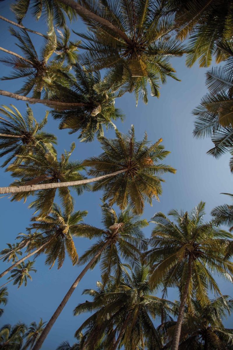 Zen Lazy Days Agonda image
