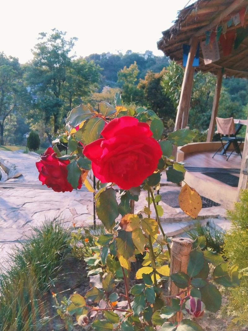 Dev Bhoomi Farms & Cottages image