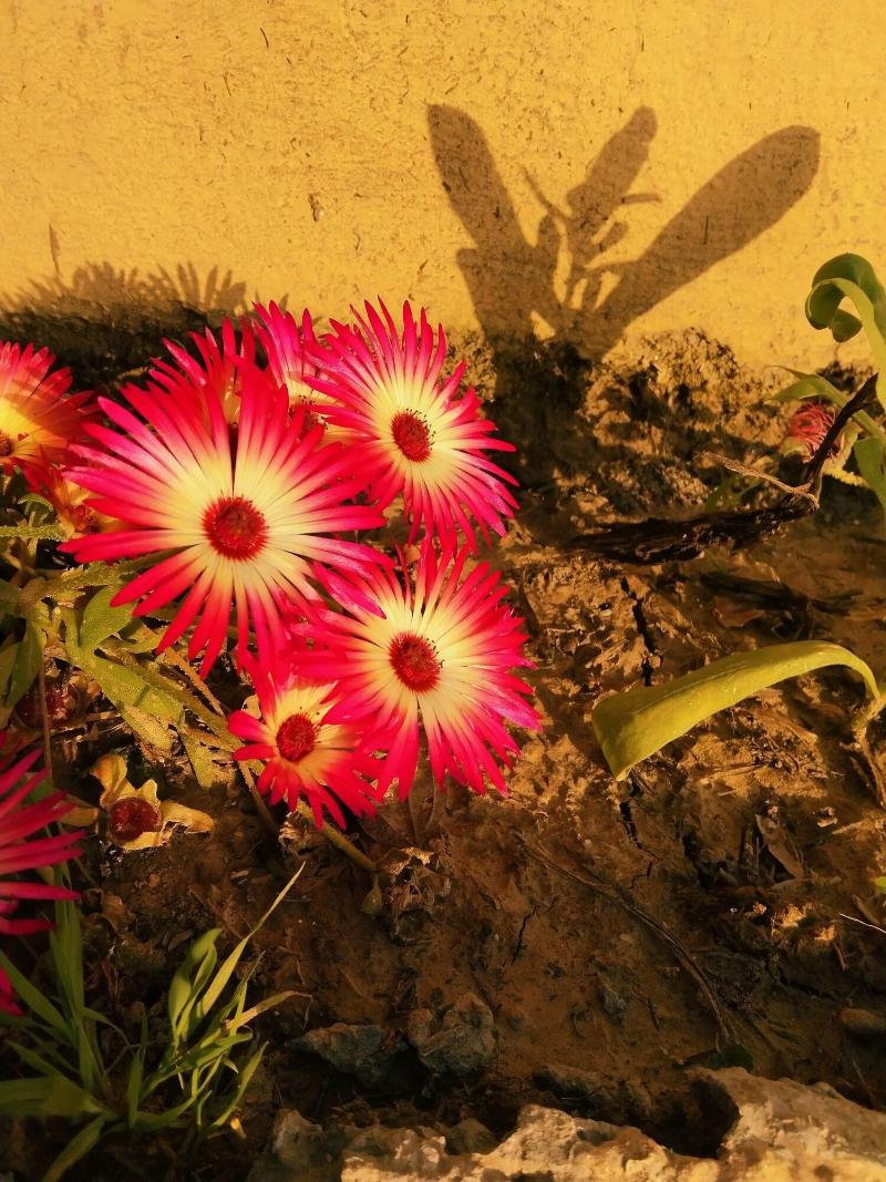 Dev Bhoomi Farms & Cottages image