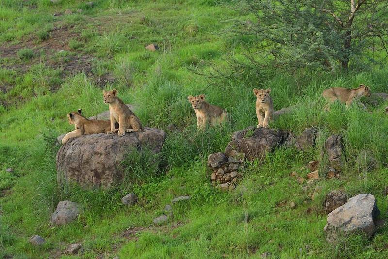 Aramness Gir National Park