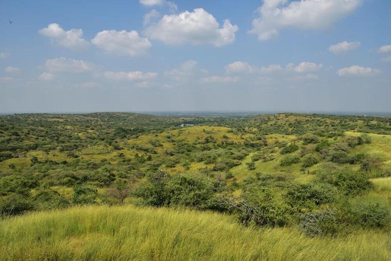 Aramness Gir National Park