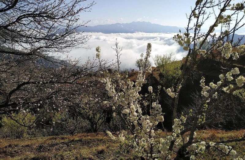 In Apple Estate Kanatal