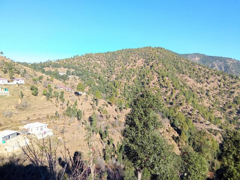 In Apple Estate Kanatal