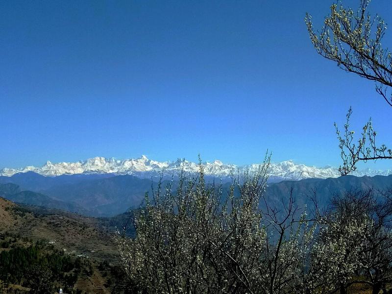 In Apple Estate Kanatal