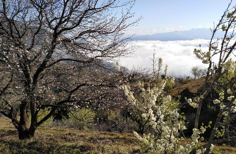 In Apple Estate Kanatal