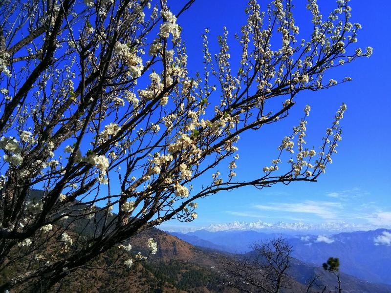 In Apple Estate Kanatal