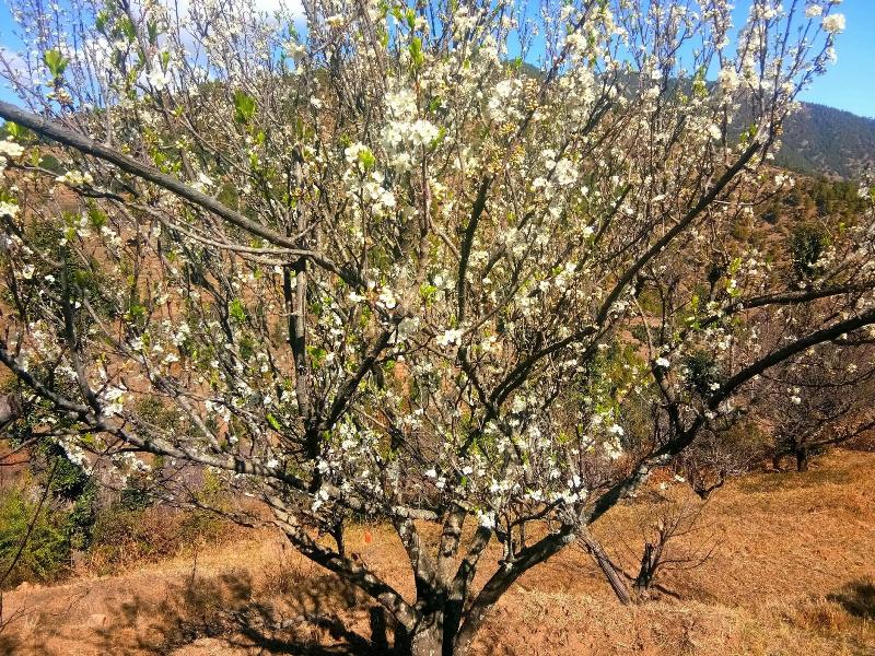 In Apple Estate Kanatal image