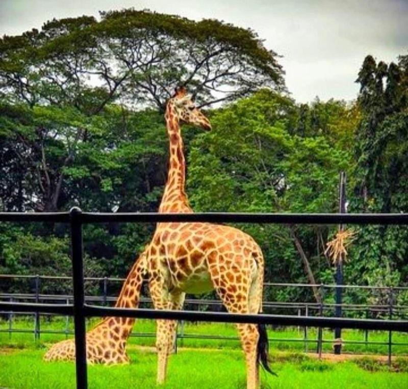 Royal Tusker Luxury Service Apartments image