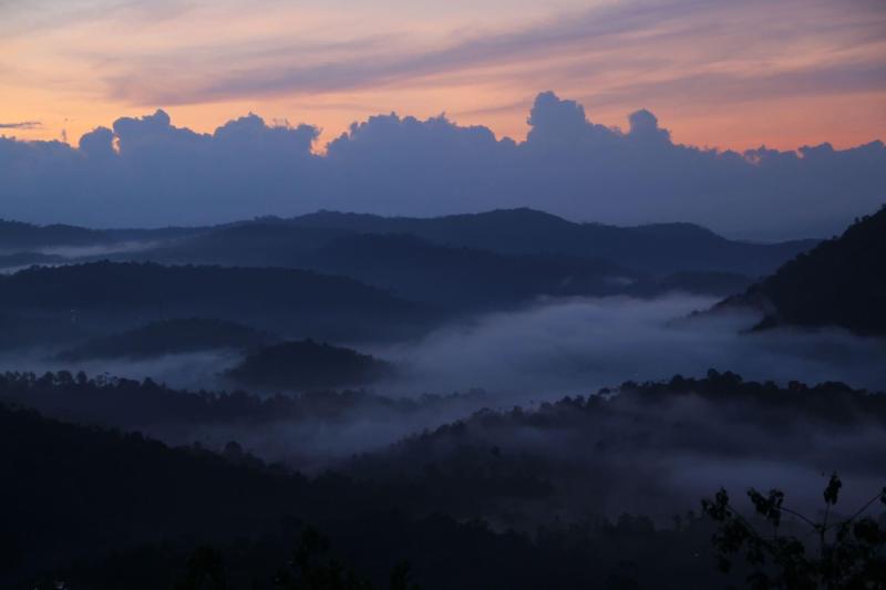 Green Trees Munnar image