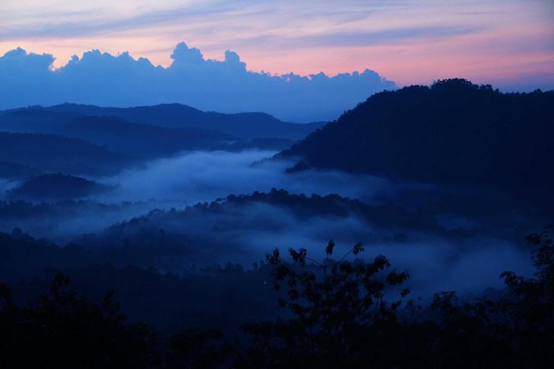 Green Trees Munnar image