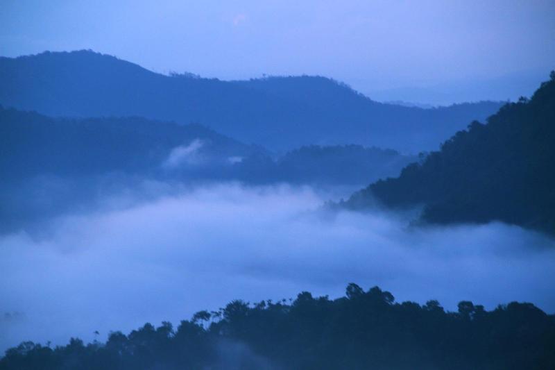 Green Trees Munnar image