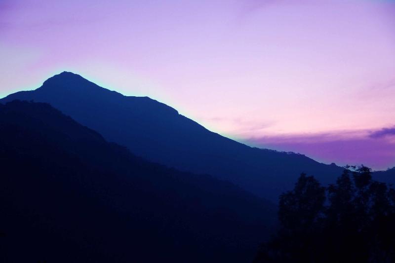 Green Trees Munnar image
