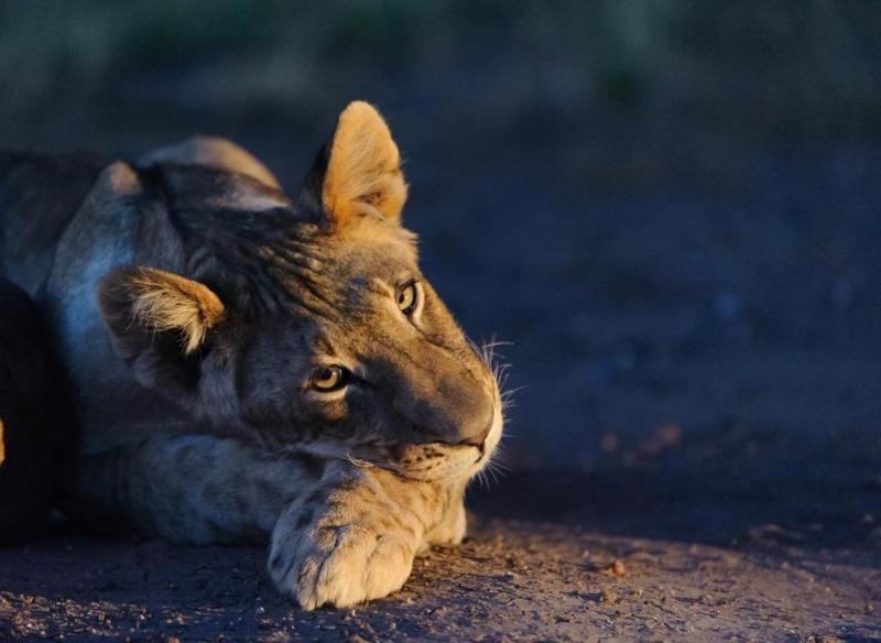 Tuli Safari Lodge Mashatu image