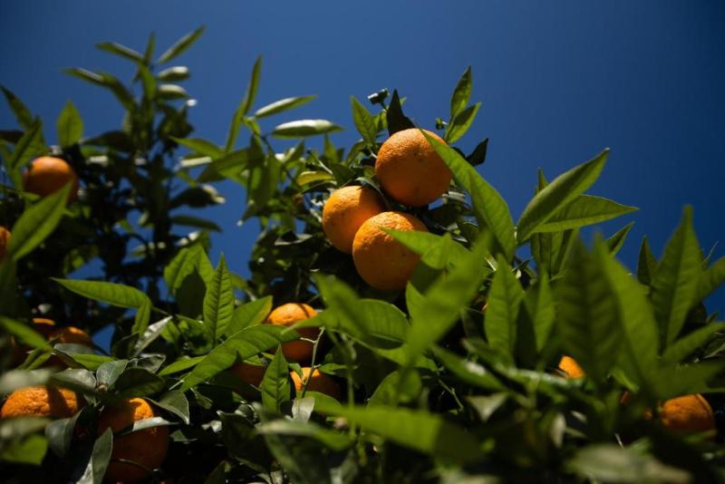 Paradise Village - Image 4