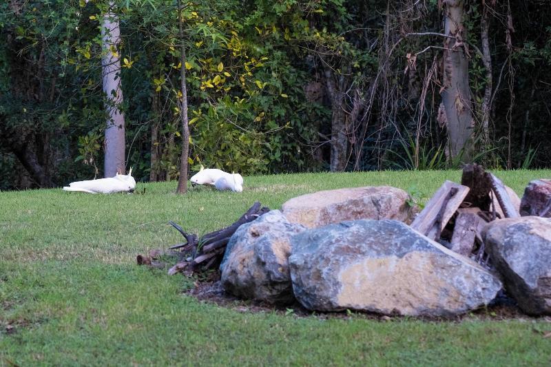 Airlie Beach Eco Cabins - Adults Only image