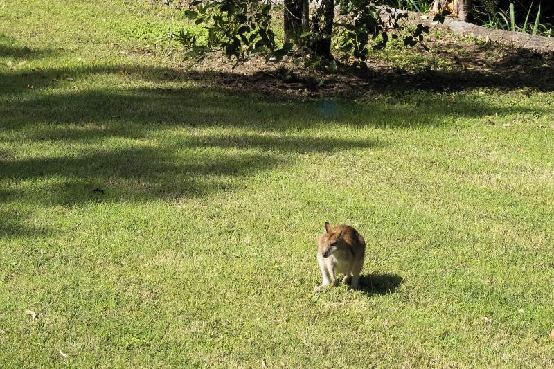 Airlie Beach Eco Cabins - Adults Only image