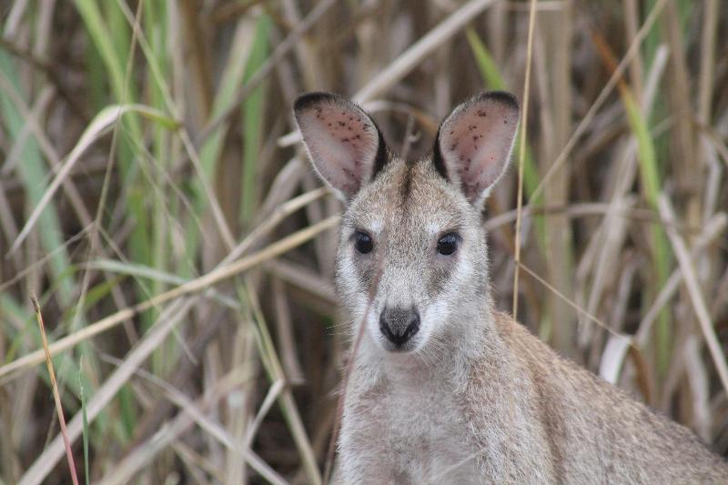 Airlie Beach Eco Cabins - Adults Only image