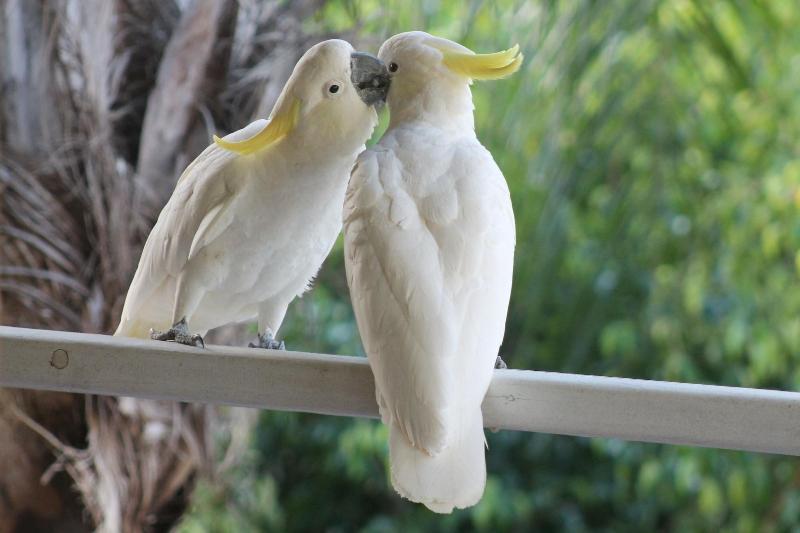 Airlie Beach Eco Cabins - Adults Only image