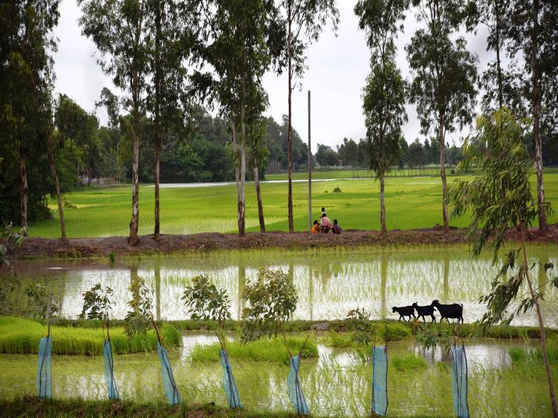 Backpackers Eco Village
