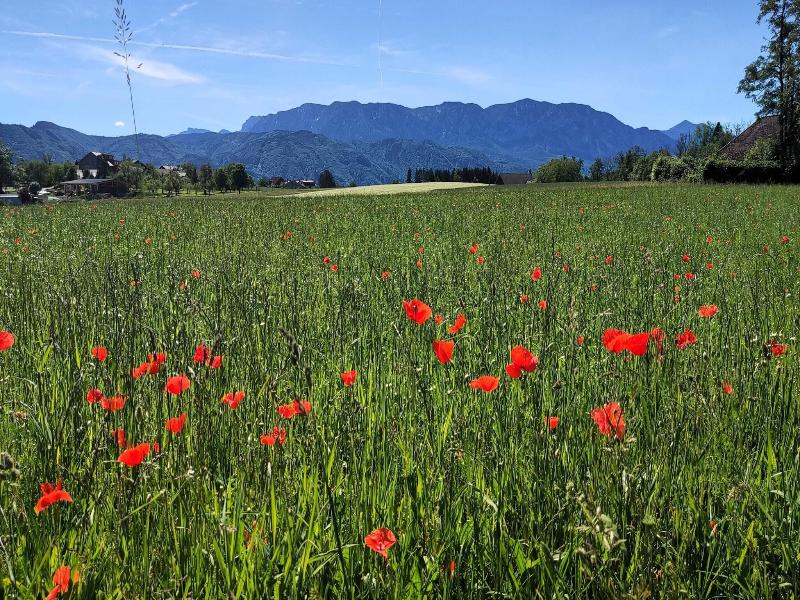 Hotel Haberl - Attersee image
