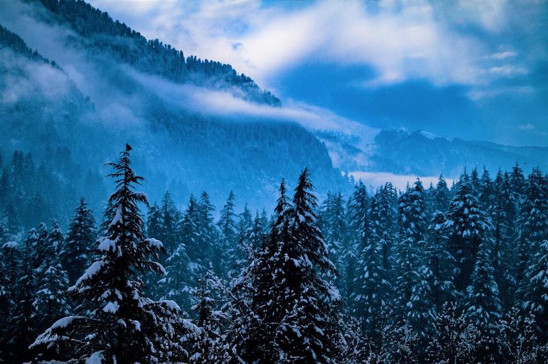 Alt Life Manali image