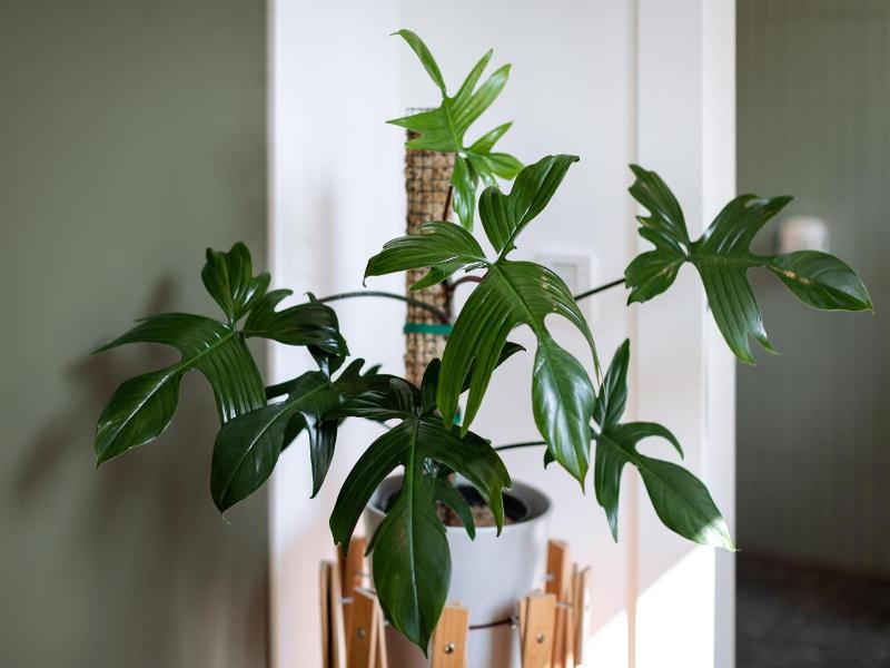 Urban Jungle Apartments image